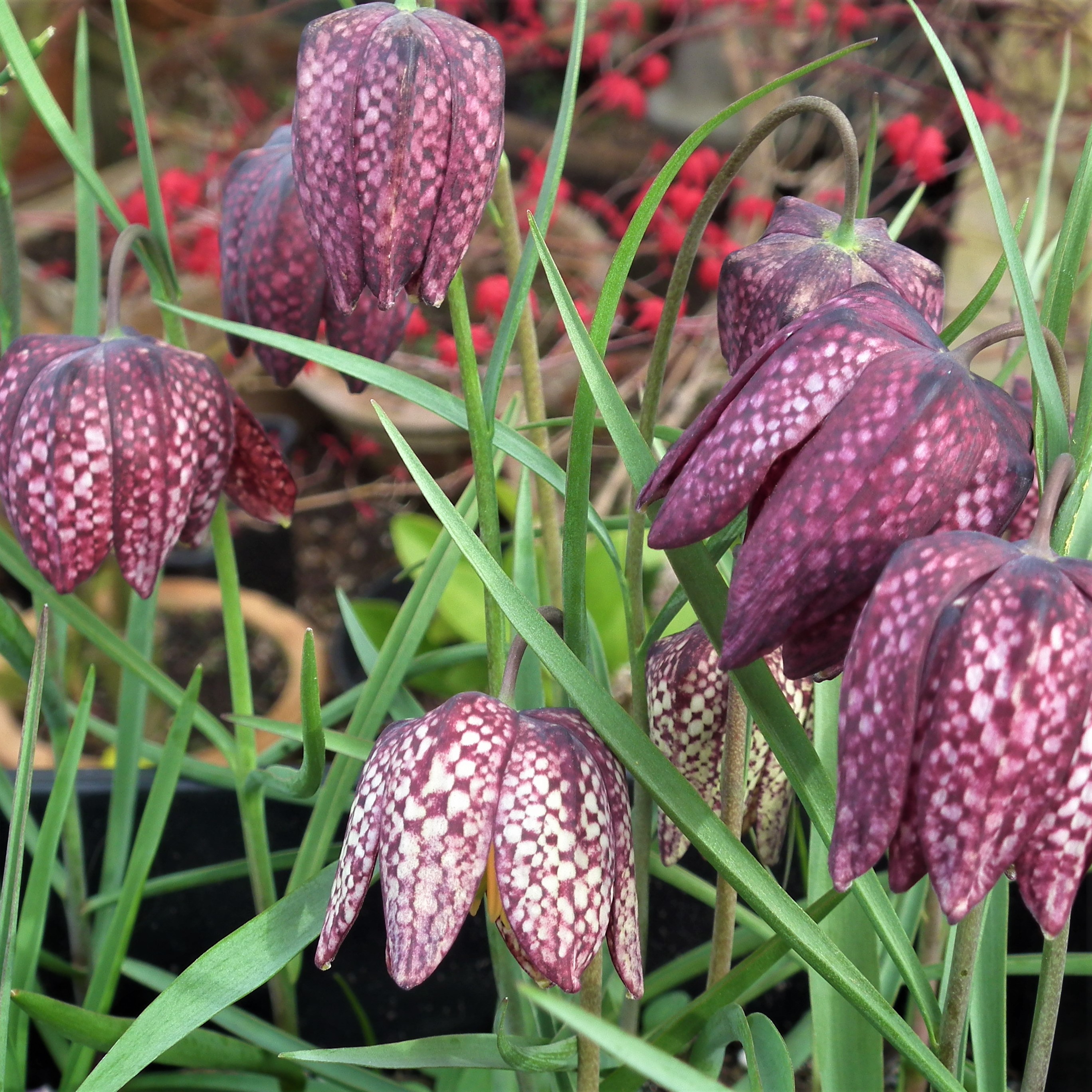 Fritillaria Meleagris Snakeshead